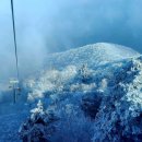 그린피아 이미지