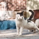 행복한고양이 이미지