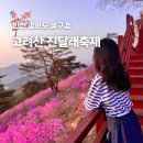 진달래 핀 풍경 | 강화도 고려산 진달래 축제 기간 등산코스 인천 꽃구경 명소