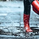 페트리코 이미지