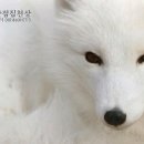 천상여우 이미지