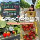 으뜸농장 | 속초 가볼만한 곳 아이와 여행코스 실내 체험농장 놀거리 소야으뜸딸기