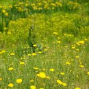 항동푸른약국 이미지