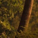 숲속오두막 이미지