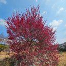 푸른정비 | 추억의 장소에서 뜻밖의 선물을 발견:: 순천 푸른 꽃 농원 식물원