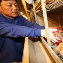 봄양계장 이미지