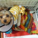 왕자볼트 이미지