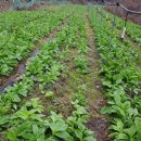 시우네농장 이미지