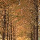 메타세콰이어길 이미지