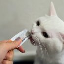 츄르츄르 | 고양이 헤어볼 영양제 추천 기호성 좋은 츄르 급여 후기