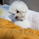 뽀솜이 이미지