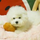 펫파맘