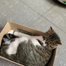 개냥이 이미지