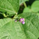 덩굴강낭콩 Phaseolus vulgaris L. 이미지