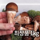 솔방1 이미지