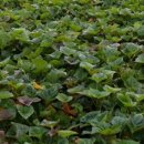 닭키우는 회장님 이미지