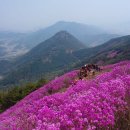[푸른산악회] 4월8일(토요일) 창원 천주산 진달래꽃산행 + 진해 해양공원 솔라타워 트레킹 이미지