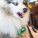 화성로 L | 경기 오할라커피 l 애견동반카페 후기