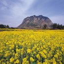 용머리민박 이미지