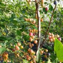 복덕농장 이미지