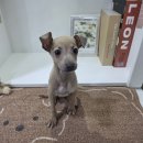 신대방동물메디컬 | 신대방강아지무료분양 이탈리안그레이하운드