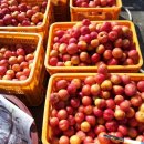 낙원농장 이미지