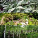 소나무정원 이미지