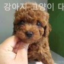 탑애견 강아지 고양이 대전점 이미지