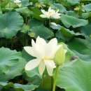 무려 122쪽의 준비서면으로 대각회 제소 방해배제 사건 소 취하 결정 이끌어 냄/금일 명등회의(8/2.법회장 현안보고) 이미지