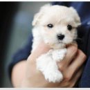 애니멀즈 강아지분양 고양이분양 대전점 이미지