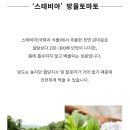 스테비아 이미지