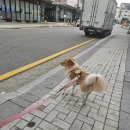 핫하다는 메가커피 팥빙수 팥빙젤라또파르페 후기 /6월 10일 또아산책 위례 또안경 매장오픈