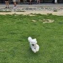 공주칼국수식당 | [울주 서생면/애견동반식당] 개들랜드 갔다가 방문하기 좋은 식당 '서생공주칼국수' 후기