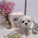 정기사료 이미지