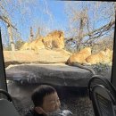 백호카랜드 | 1월 영하날씨 겨울 에버랜드 아이랑 오픈런 대성공