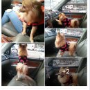 펫드라이브 이미지
