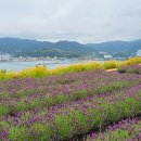 6월 거제여행 코스 추천 지세포진성꽃동산 후기 금계국 라벤더 개화