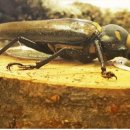 장수하늘소 이미지