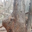 얼레지펜션 이미지