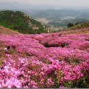 높이별로 본 우리나라 산 족보 이미지