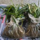 칠포농장 이미지