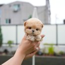 부산강아지분양 테디럽 명지본점 이미지