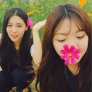 보코이 이미지