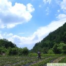 평창청옥산천년초