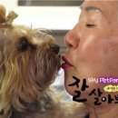 치료멍멍동물병원 이미지