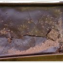 초콜릿 피시방 이미지