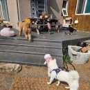 숲속댕토리애견유치원 | 강아지 키우시는 분들 주목, 양산애견유치원 숲속댕토리애견유치원