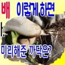 감자 순치기 순자르기 방법 순치는 시기 감자 복토 북주기 이미지
