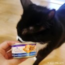 유한회사 셀랙트 | 고양이 습식캔 웰니스 캣 코어 시그니처 셀렉트 슈레드 닭고기 닭간 캔 급여 후기