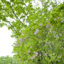 들꽃연가 이미지